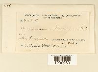 Media resource of Peridermium balsameum