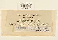 Peridermium balsameum image