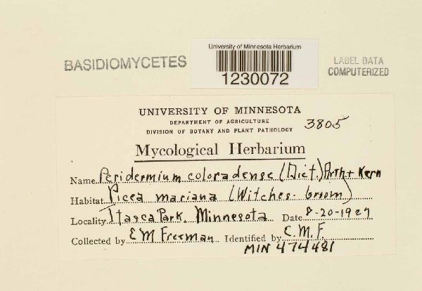 Peridermium coloradense image