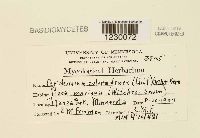 Media resource of Peridermium coloradense