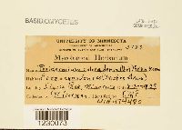 Peridermium coloradense image