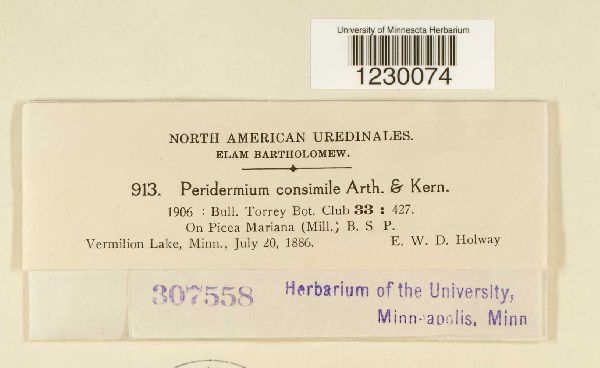 Peridermium consimile image