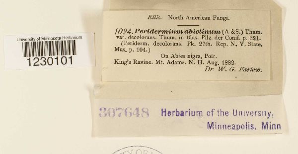 Peridermium abietinum image