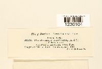 Peridermium abietinum image