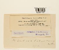 Peridermium coloradense image