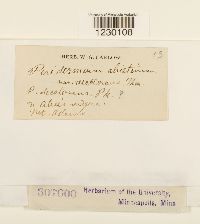 Peridermium abietinum image