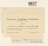 Peridermium abietinum image