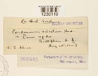 Media resource of Peridermium acicolum