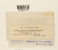 Peridermium balsameum image