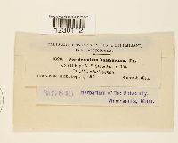 Peridermium balsameum image