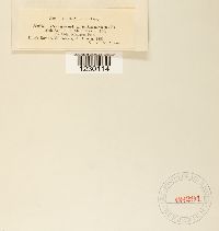 Peridermium balsameum image