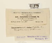 Peridermium balsameum image