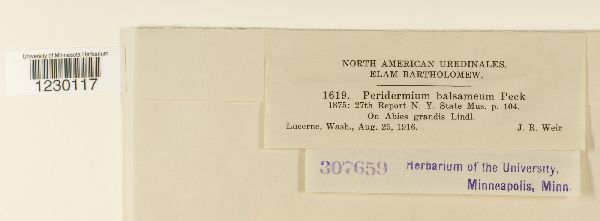 Peridermium balsameum image