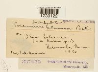 Peridermium balsameum image