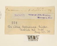 Peridermium balsameum image