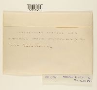 Media resource of Peridermium boreale