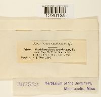 Cronartium quercuum image