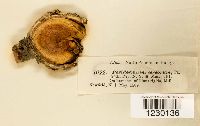 Cronartium quercuum image