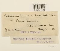 Peridermium coloradense image