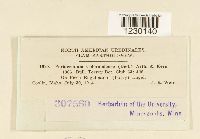 Peridermium coloradense image