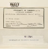 Peridermium coloradense image