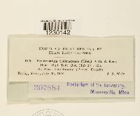 Peridermium coloradense image