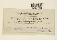 Peridermium coloradense image