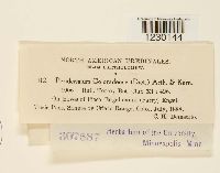 Peridermium coloradense image