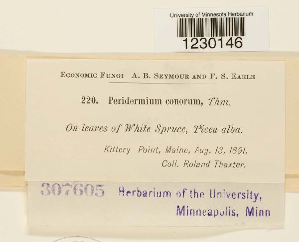Peridermium conorum image