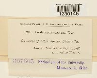 Media resource of Peridermium conorum