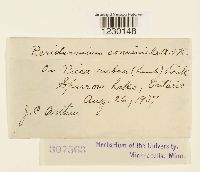 Peridermium consimile image