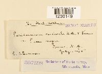 Peridermium consimile image