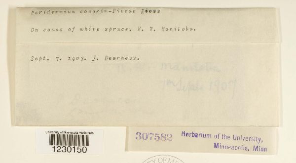 Peridermium conorum-piceae image