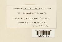 Peridermium decolorans image