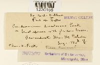 Peridermium decolorans image