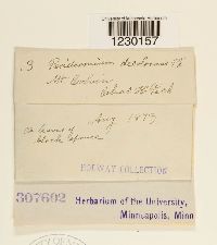 Peridermium decolorans image