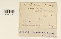 Peridermium decolorans image