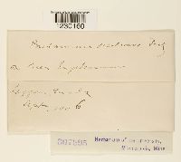 Peridermium decolorans image