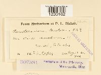 Peridermium decolorans image