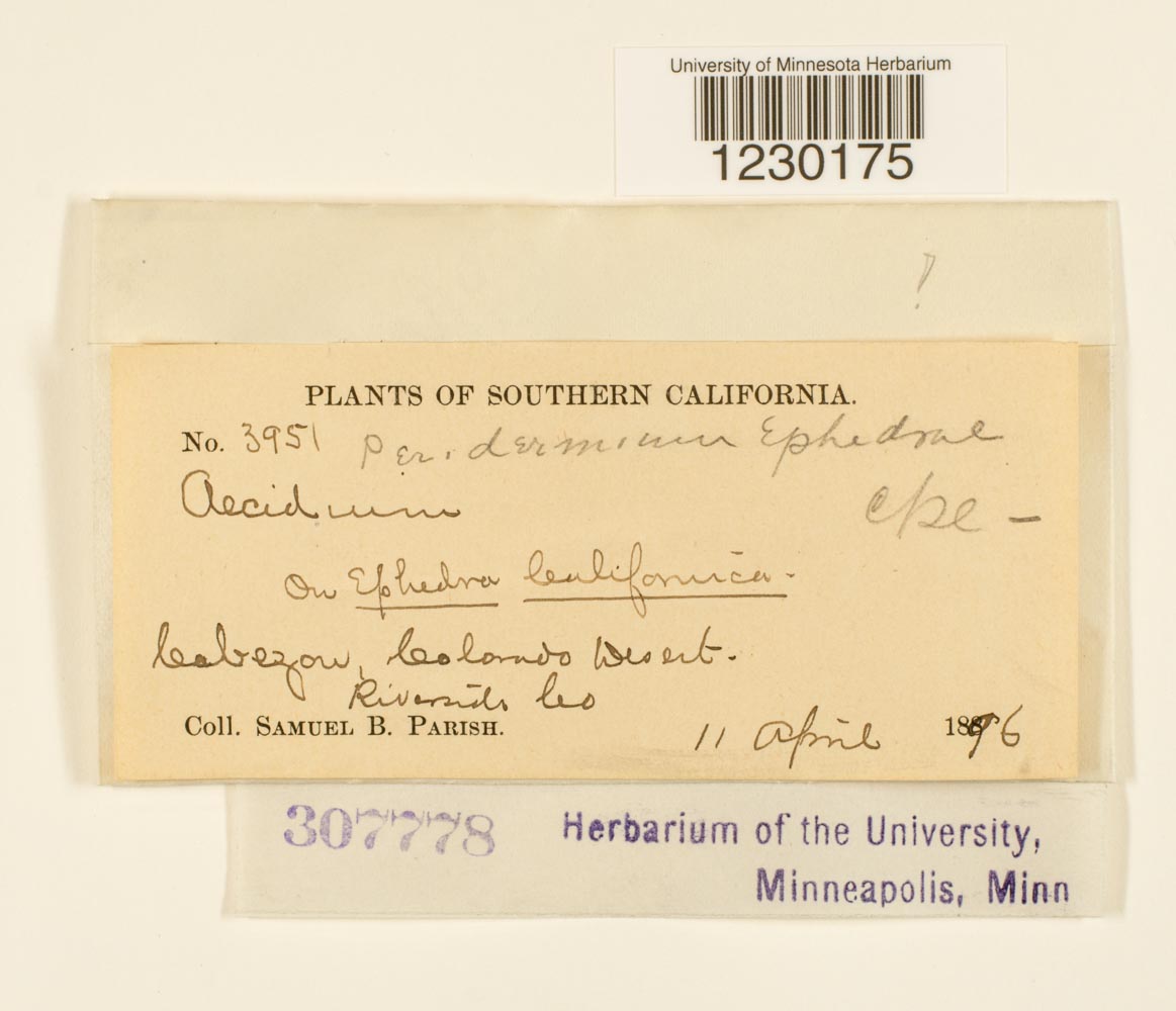 Peridermium ephedrae image