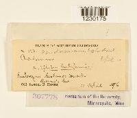 Media resource of Peridermium ephedrae