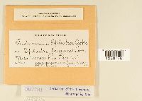 Peridermium ephedrae image