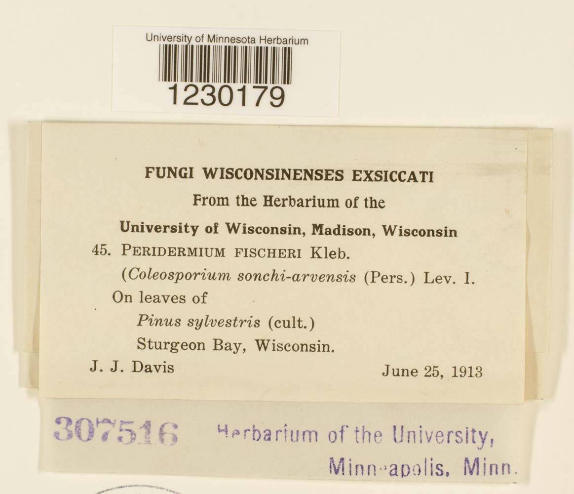 Peridermium fischeri image