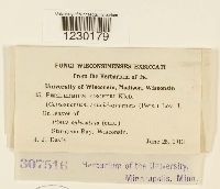 Media resource of Peridermium fischeri