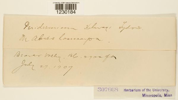 Peridermium holwayi image