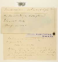 Peridermium holwayi image