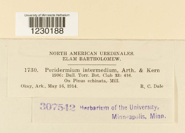 Peridermium intermedium image