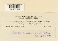 Media resource of Peridermium intermedium