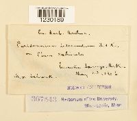 Peridermium intermedium image