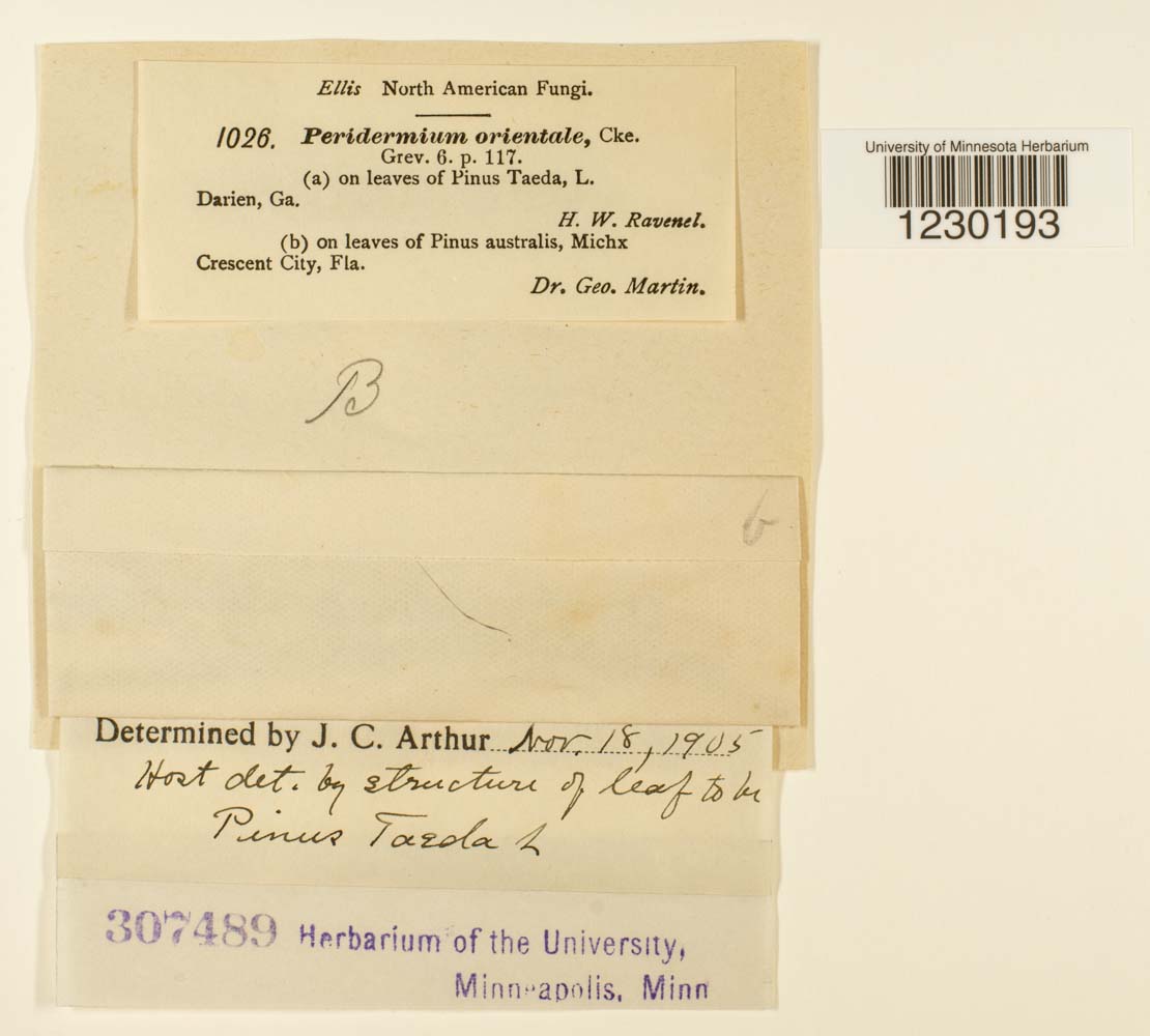 Peridermium orientale image